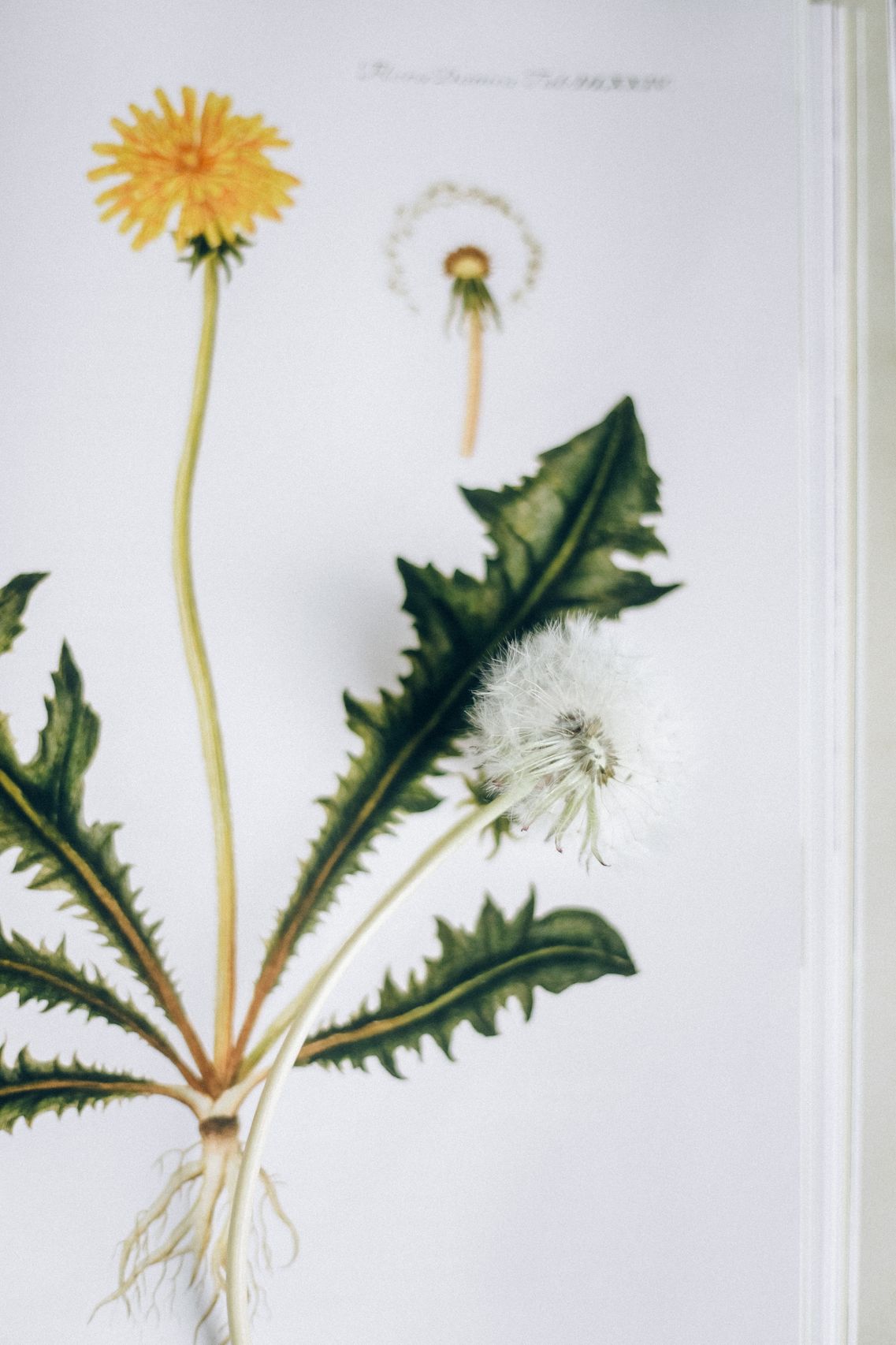Botanical herb
